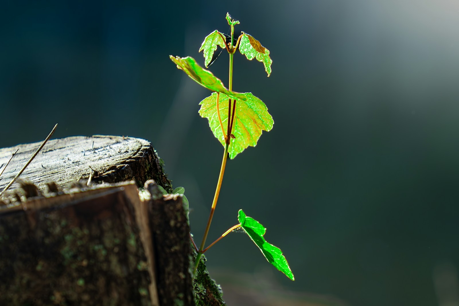 a small green plant sprouting from a tree stump
